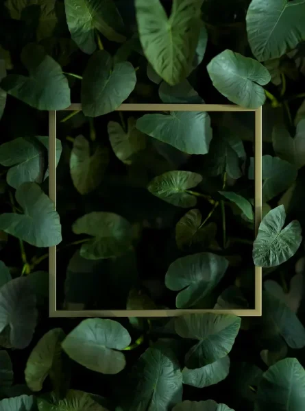 Escaparatismo - Triana SJ